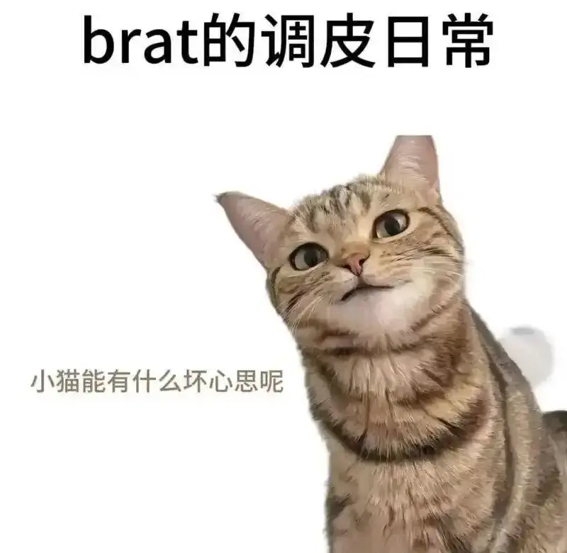 k8猫系 - 微信图片_20251203212836_109_19
